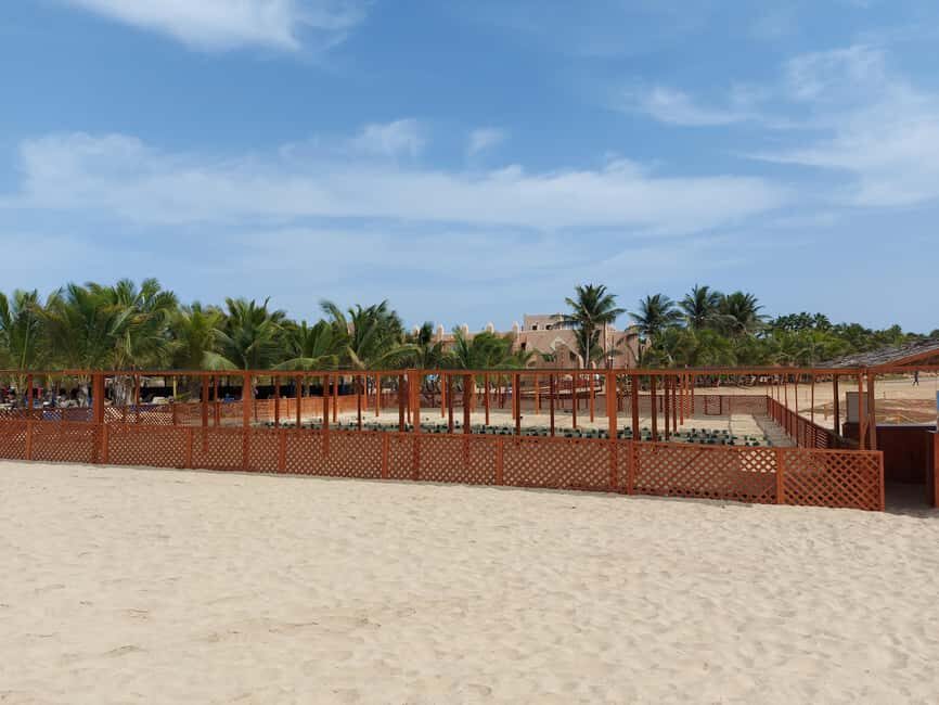 Turtle watching in Boa Vista Island - Guided Expertise and Conservation