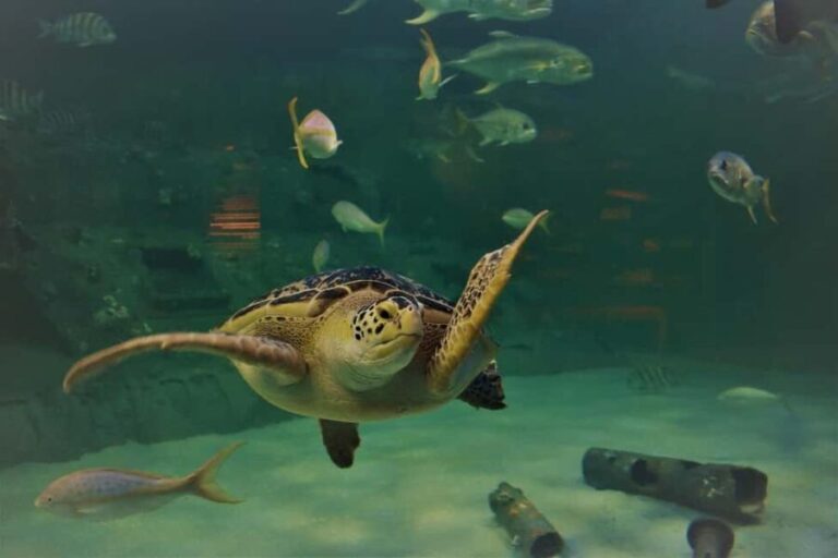 Turtles aquarium half day trip - Feeding and Swimming with Turtles