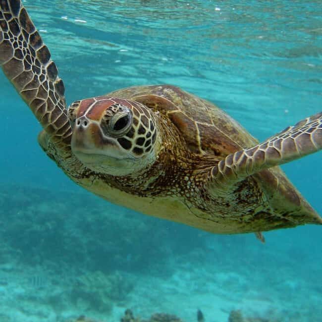 Turtles swimming, Jozani Forest, Kuza Cave & Rock Restaurant - An In-Depth Look at the Tour