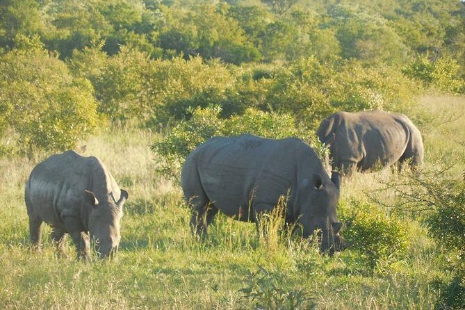 Two day Kruger National Park Safari from Johannesburg - The Game Drives: Wildlife Encounters and Expert Guides