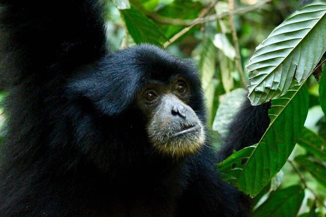 Two days orangutans adventure in Gunung Leuser - What the Price Gets You: Value and Authenticity