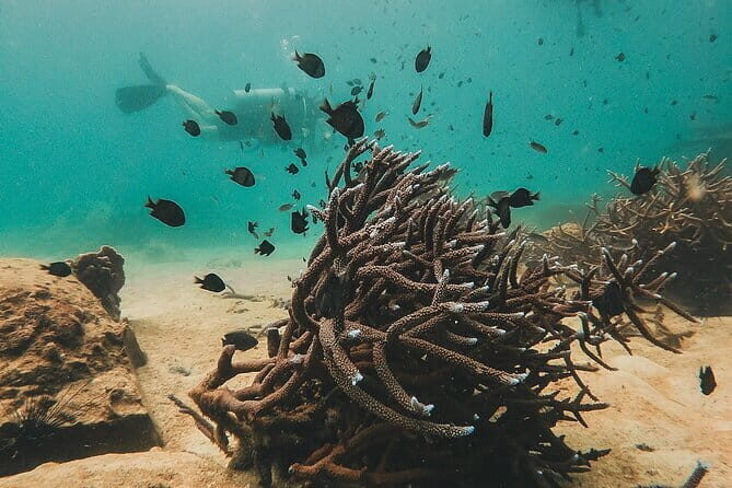 Two Fun Dives for Certified Divers in Koh Kood or Koh Rang - The Value of This Tour
