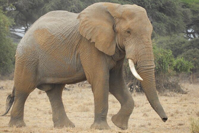 Two Nights (Mid-Range) Amboseli safari - An Honest Breakdown of the 4-Day Kenya Safari