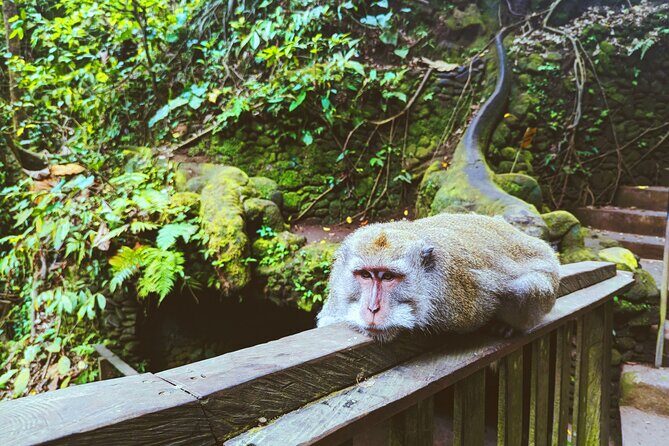 Ubud Adventure: Forest, Swing and Holy Spring - The Experience in Detail