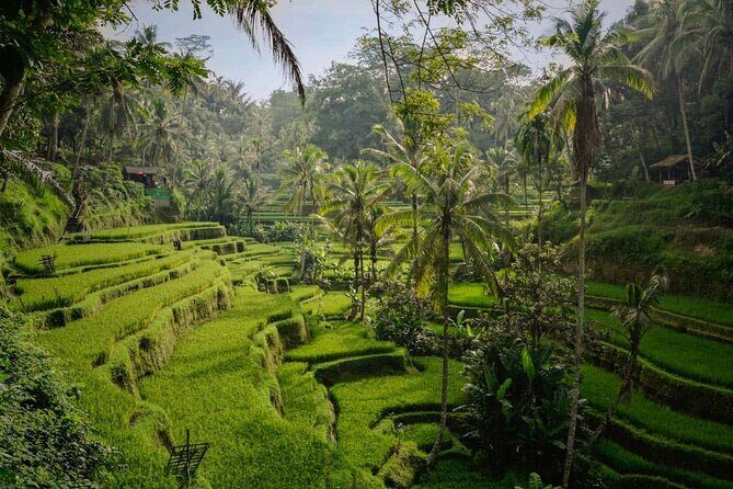 Ubud: Best of Ubud Private Day Tour with Local Guide - Tegalalang Rice Terrace — Iconic Bali Views