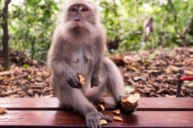 Ubud Full Day Private Tour with All Inclusive - Who Will Love This Tour?