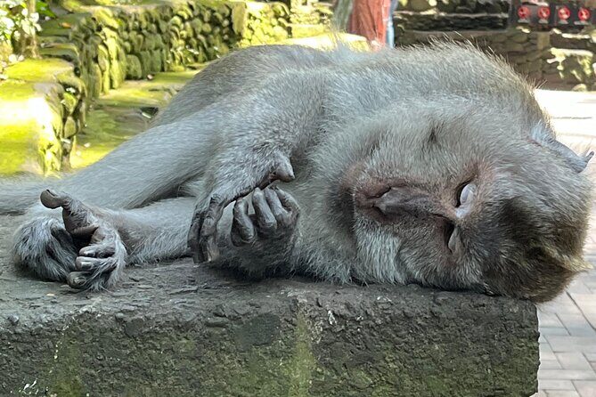 Ubud Private Nature and Temple Tour - The Itinerary in Detail
