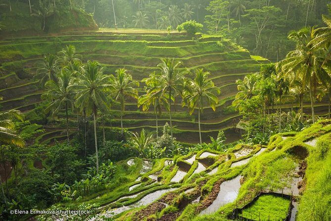Ubud Surounding Tour - Visiting Tirta Empul Temple