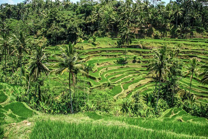 Ubud Tour: Monkey Forest - Temple - Waterfall & Rice Terrace - Authentic Experiences and Guide Highlights