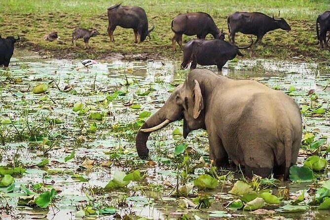 Udawalawa National Park Day Tour - Who Will Love This Tour?
