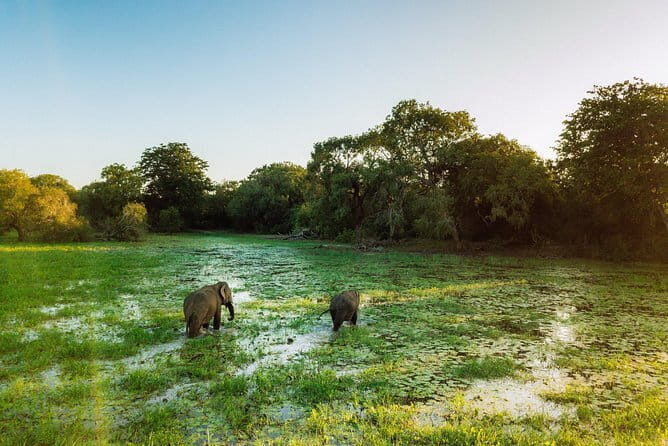 Udawalawa National Park & Orphanage Visit from Hambantota Port - What Reviewers Say: Authentic Experiences and Caveats
