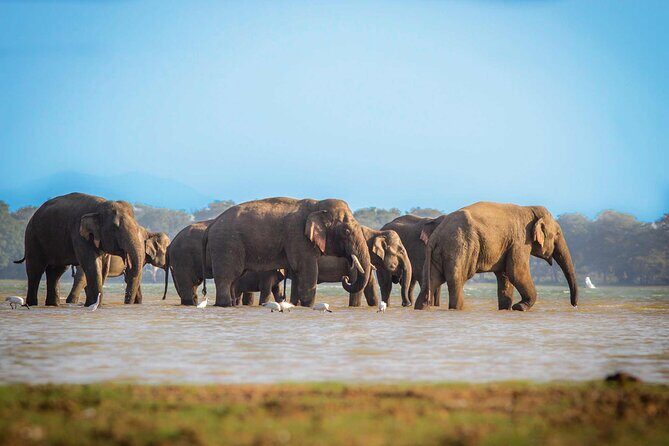 Udawalawa Safari Drive From Galle, Weligama, Mirissa & Dickwella - Detailed Breakdown of the Itinerary
