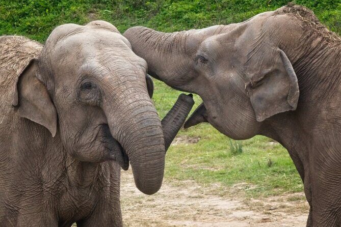 Udawalawa Safari & Elephants Orphanage Tour from Hambantota port - Who Should Consider This Tour?
