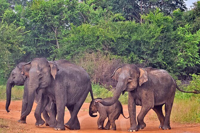 Udawalawe National Park Safari from Galle - The Galle Stop: Adding Cultural Flavor