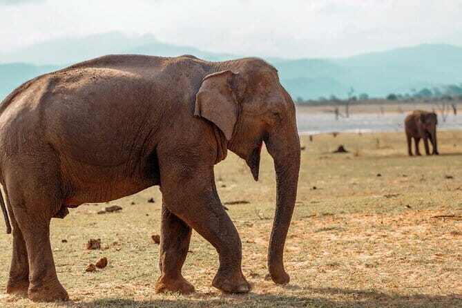 Udawalawe National Park Safari from Hambantota Seaport - An In-Depth Look at the Udawalawe Safari Experience