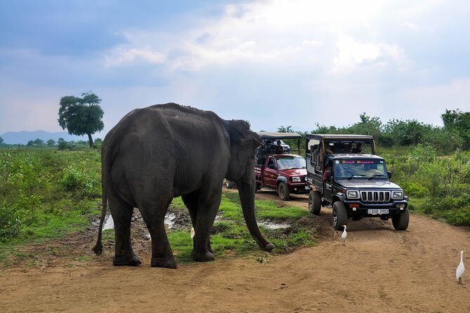 Udawalawe National Park Safari from Unawatuna - The Experience and Atmosphere
