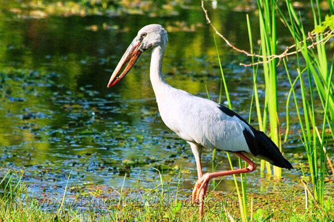 Udawalawe National Park Safari from Weligama - Detailed Breakdown of the Itinerary
