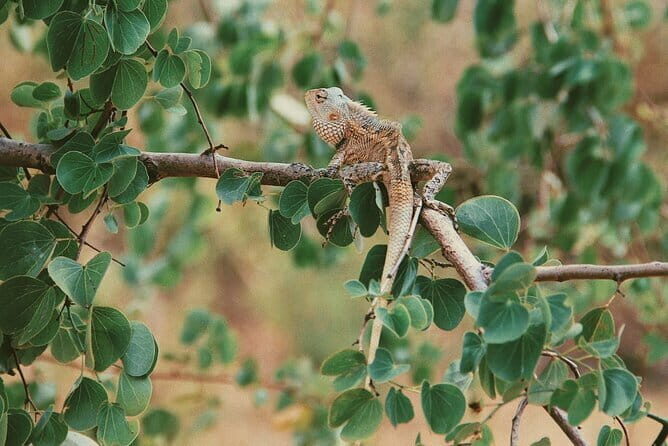 Udawalawe National Park Safari Tour - Why Choose This Safari?