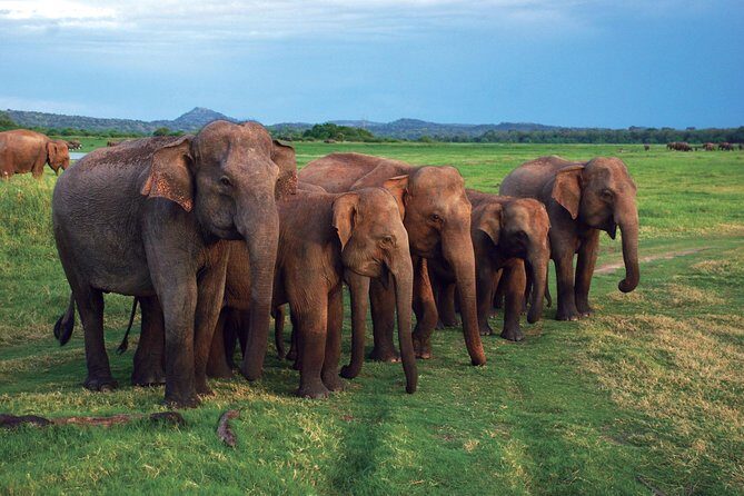 Udawalawe National Park Safari trip from Galle/Mirissa/Ella - What Travelers Say About Their Experience