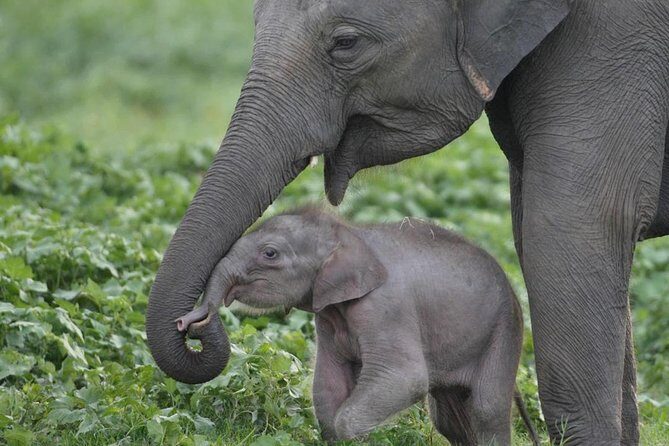 Udawalawe National Park Safari with Elephant Transit Home Visit - Why Travelers Love It