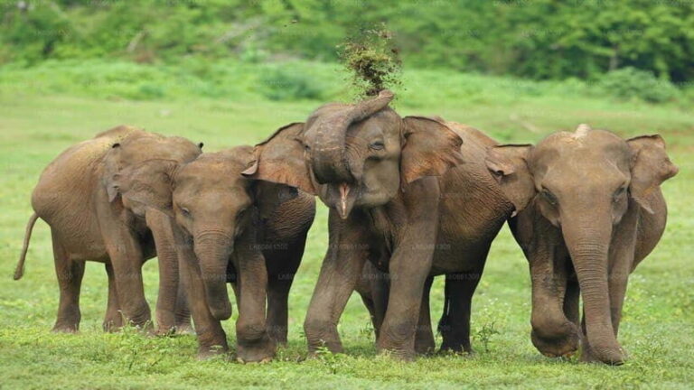 "Udawalawe National Park Safari with Pickup & Drop-off" - The Itinerary in Detail