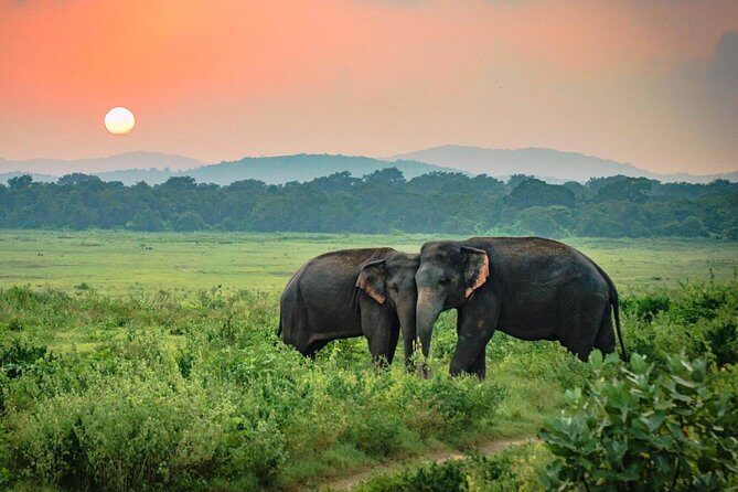Udawalawe National Park Safari - Practicalities and Comfort