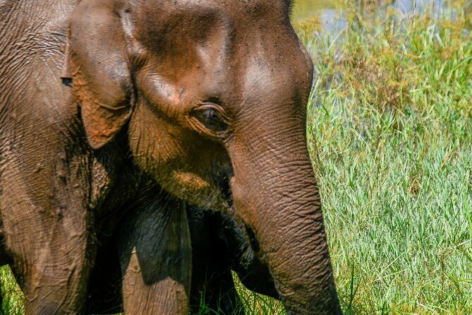 Udawalawe National Park Wildlife Safari Tours - The Core of the Experience: What the Tour Offers