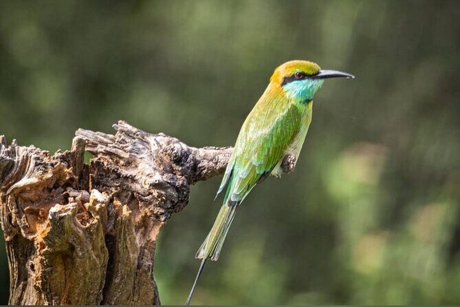 Udawalawe Safari Adventure - Who Will Love This Safari?