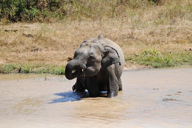 Udawalawe Safari Day Tour from Bentota and its' surrounding areas - FAQs