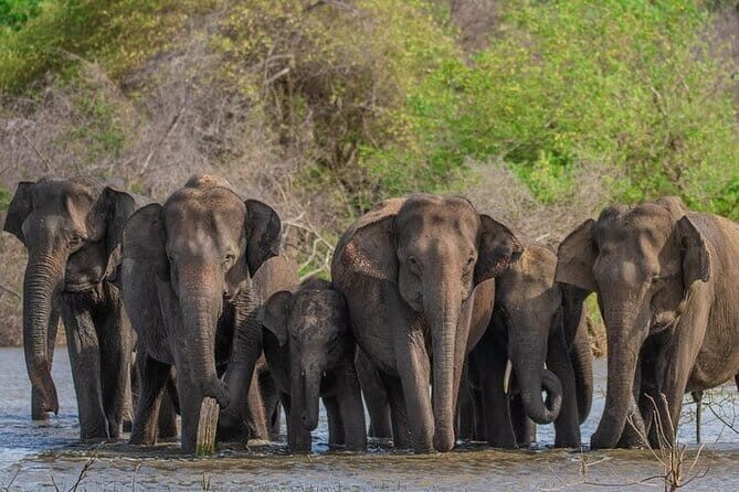 Udawalawe Safari & Elephants Orphanage tour from Hambantota port - Timing and Group Size