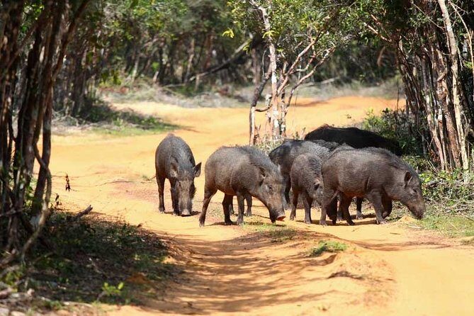 Udawalawe Safari Private Day Tour Kaluthara/Beruwala/Bentota/Kosgoda/Ahungalla - Why This Tour Is a Great Choice