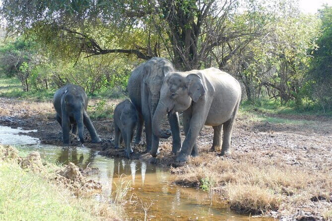 Udawalawe Safari Tour With Baby Elephants From Hambantota Port - Why Do Travelers Love This Tour?