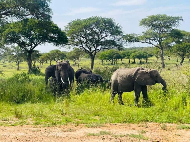 Uganda: 1-Day Murchison Falls Park Safari with Boat Cruise - Who Should Consider This Tour?
