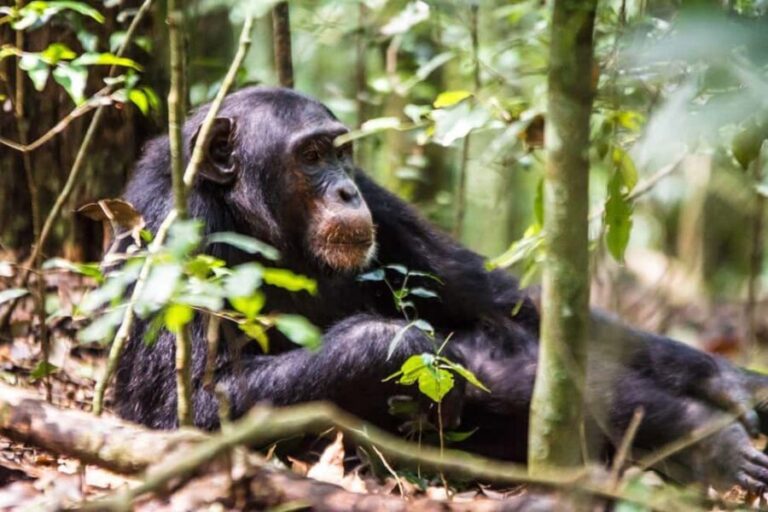 Uganda : 1-Day Ngamba Sanctuary for Chimpanzee Tour - FAQs