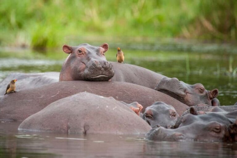 Uganda: 10-Day Customized Wildlife and Primates Safari - Who Should Consider This Tour?