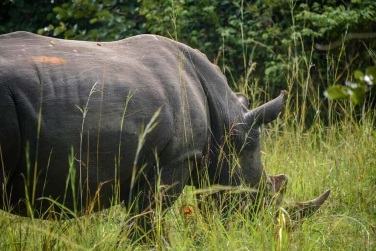Uganda 10-Day wild and primate safari. - Experience Details That Matter