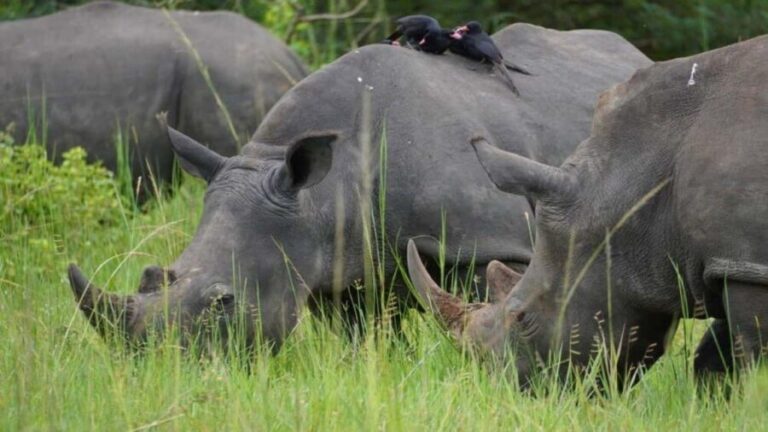 Uganda: 12-Day Luxury Safari with Gorilla Trekking - FAQs