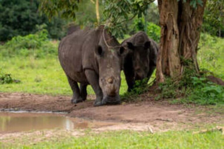 Uganda: 14-Day Wildlife & Gorillas Adventure-Midrange Trip - Pricing and Value Analysis