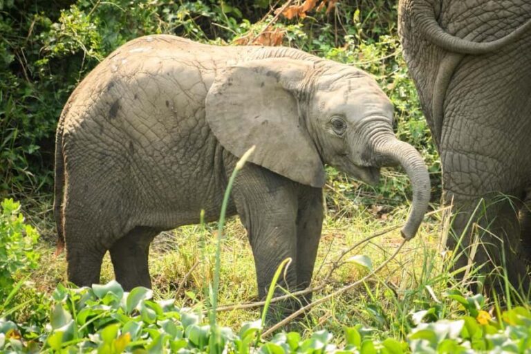 Uganda: 17-Day Honeymoon Safari with Gorilla Trekking - FAQ