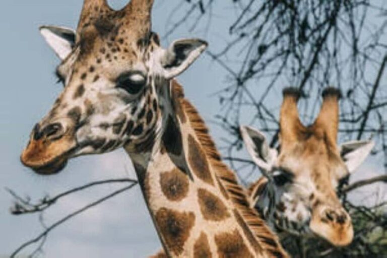 Uganda: 18-Day Wildlife & Gorilla Trekking Safari - Practicalities: What to Expect