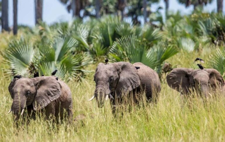 Uganda: 2-Day Murchison Falls NP Short Safari - What Does It All Cost and How’s the Value?