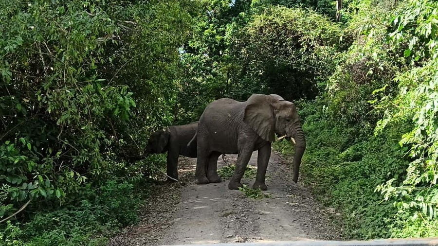 Uganda: 2-Day Queen Elizabeth National Park Safari - What’s Included and What’s Not