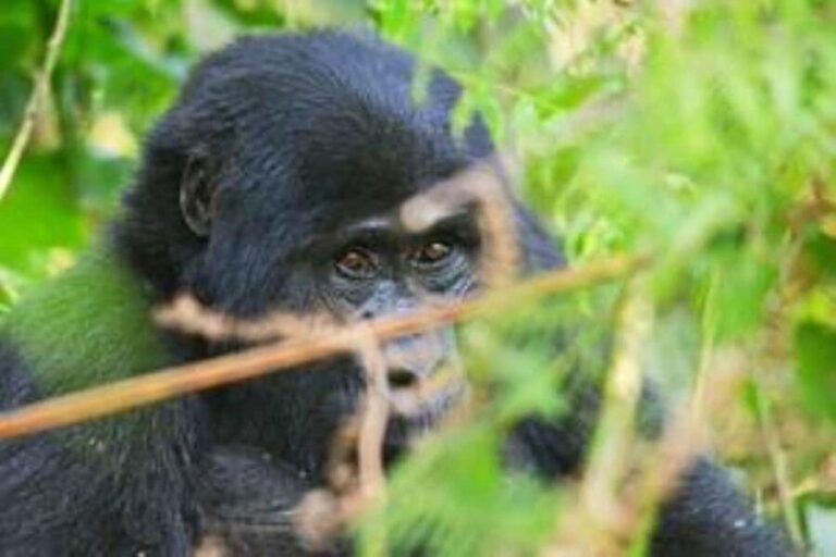Uganda: 3-Day Amazing Gorilla Trekking - What’s Included and What’s Not