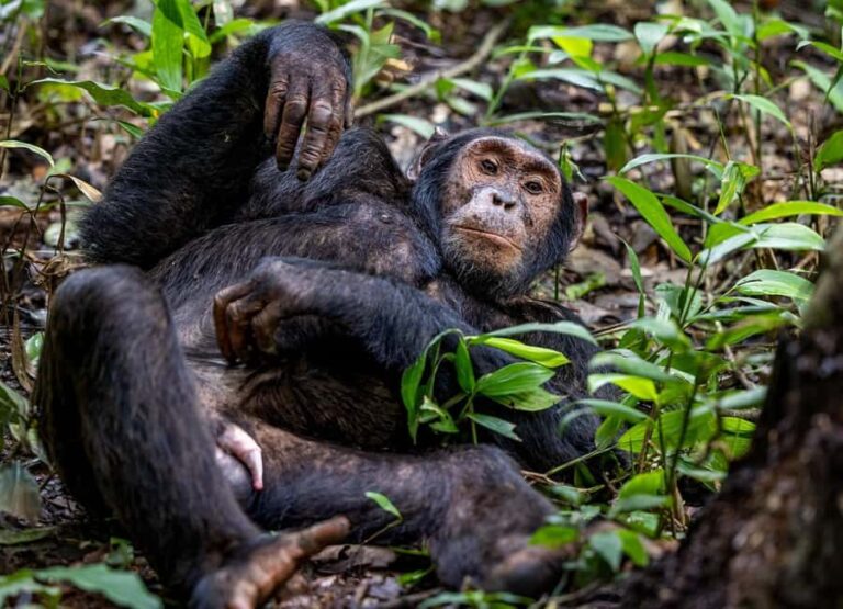 Uganda: 3-Day Gorilla Experience from Entebbe - Practical Tips for Travelers