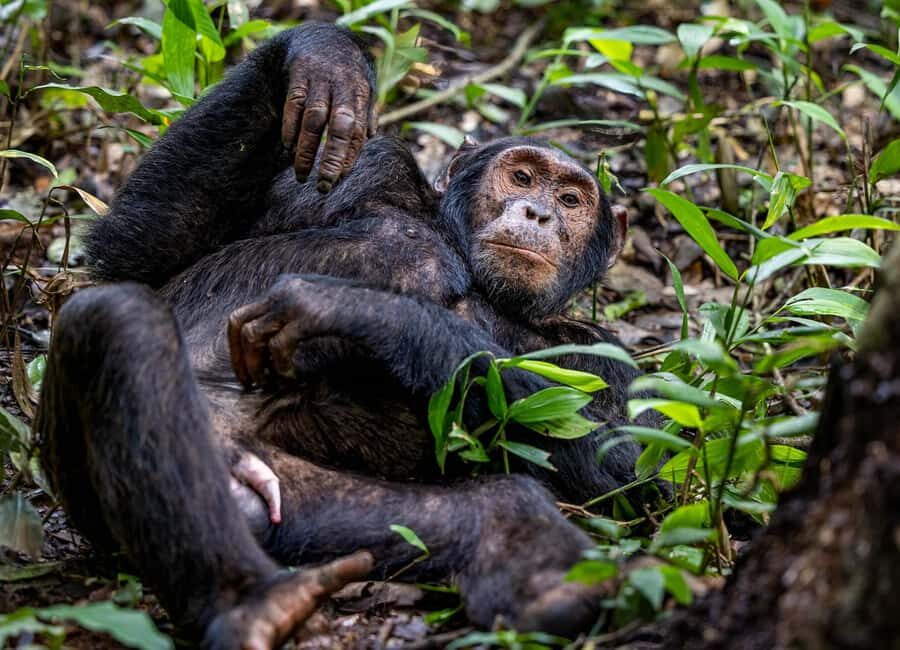 Uganda: 3-Day Gorilla Experience from Entebbe - Practical Tips for Travelers