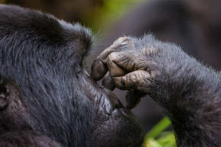 Uganda: 3-Day Gorilla Trekking Bwindi Forest - What Makes This Tour Stand Out?