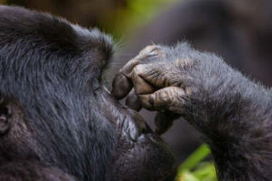 Uganda: 3-Day Gorilla Trekking Bwindi Forest - What Makes This Tour Stand Out?