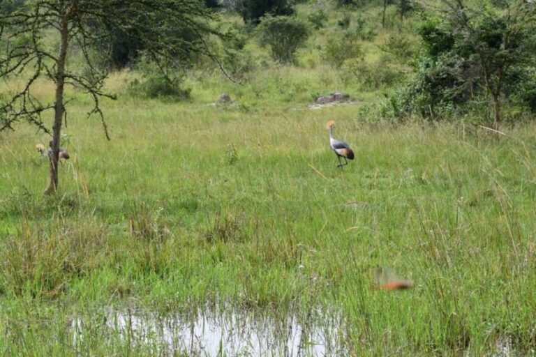 Uganda: 3-Day Gorilla Trekking Safari - What’s Included and What’s Not