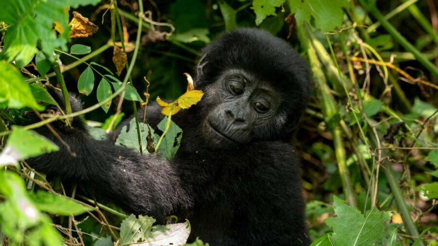 Uganda: 3-Day Gorilla Trekking Safari and Lake Bunyonyi Tour - Gorilla Trekking: An Unforgettable Experience