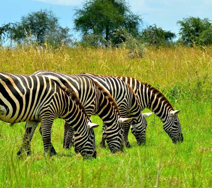 Uganda : 3-Day Kidepo Valley NP Safari Vacation to Uganda - The Experience Provider: EMMKAMP TOURS